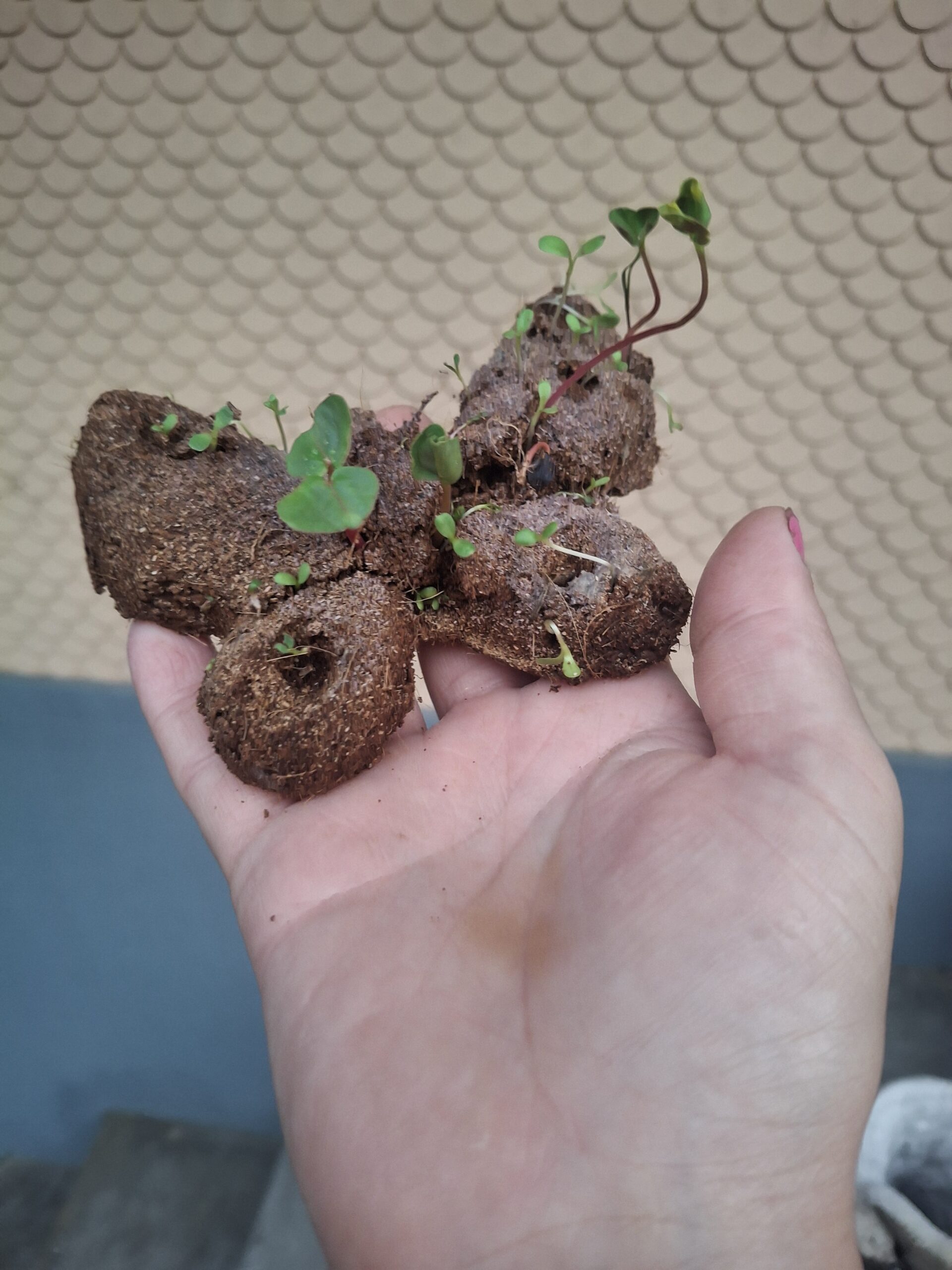 Saatgut-Wächter: Ihr Mini-Treibhaus für Kräuter & Blumen 🇨🇭 – Bild 3