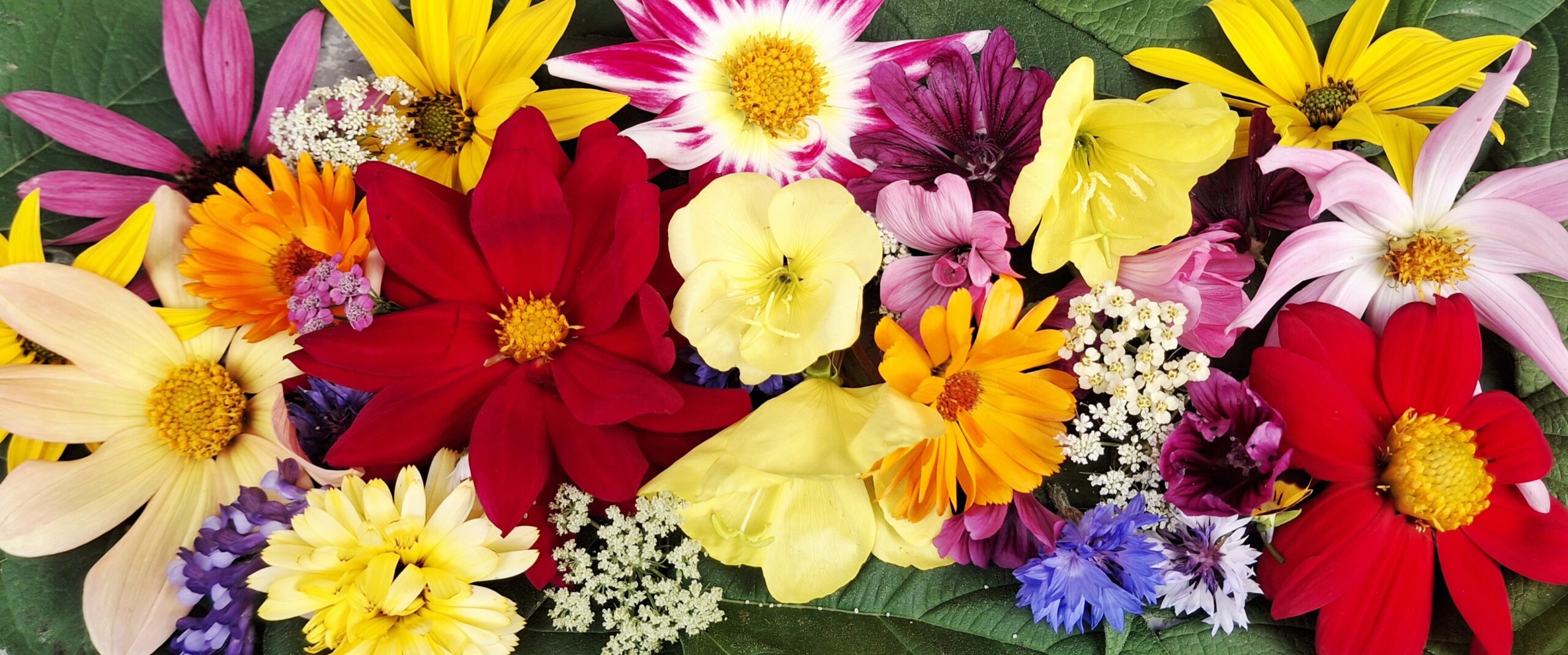 Hochwertige Blumensamen für Schmetterlinge zur Förderung der Artenvielfalt in Ihrem Garten.