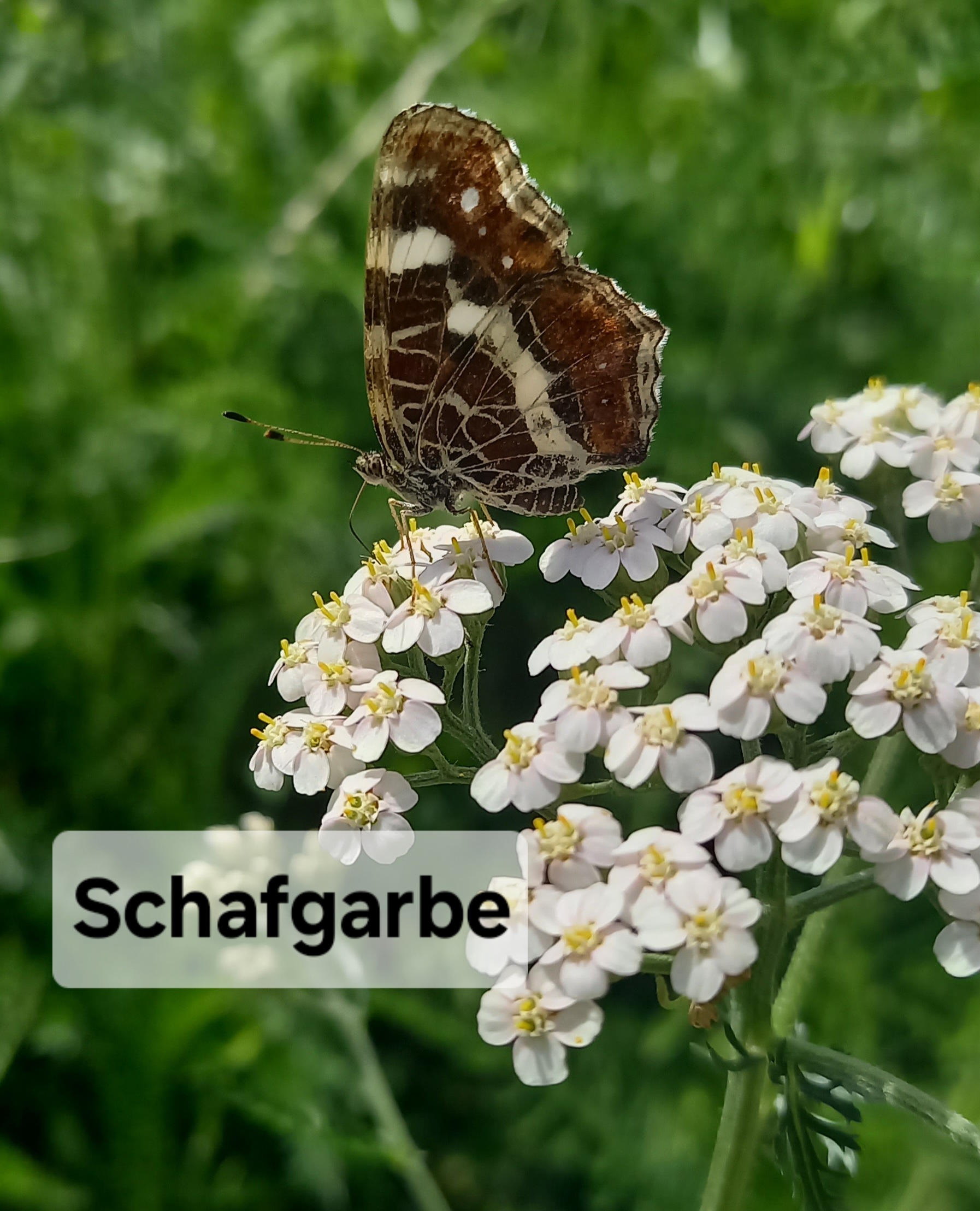Blumensamen für Schmetterlinge – Ihr Schmetterlingsgarten 🇨🇭 – Bild 4