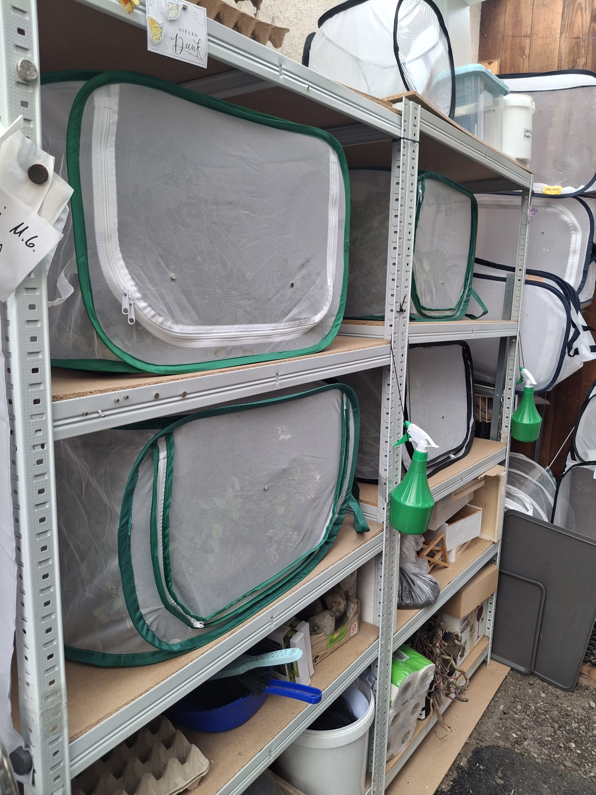 Aerarium kaufen – Das Aufzuchtnetz für Schmetterlinge – Bild 5