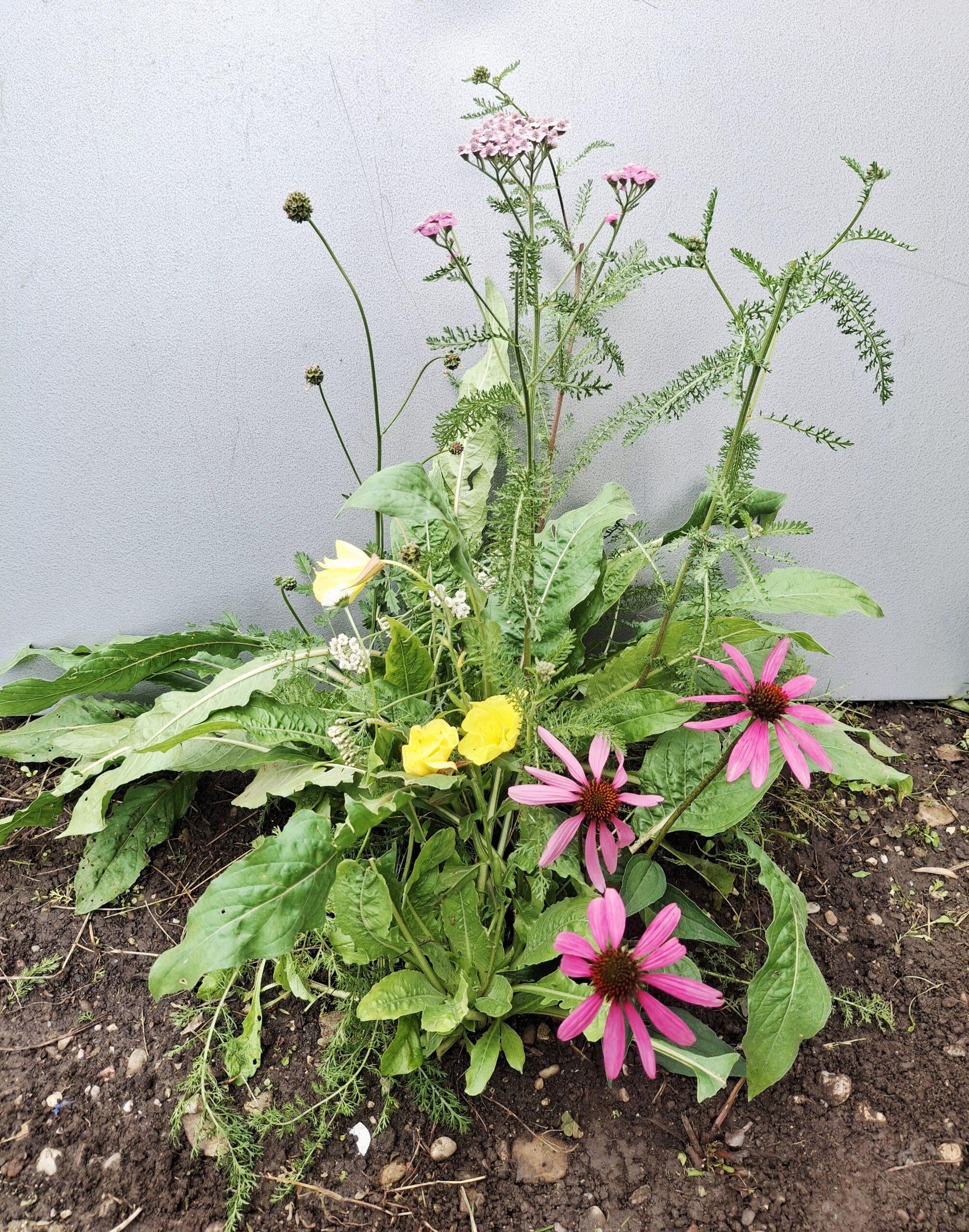 Saatgut-Wächter: Ihr Mini-Treibhaus für Kräuter & Blumen 🇨🇭 – Bild 6
