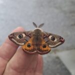 Kleines Nachtpfauenauge