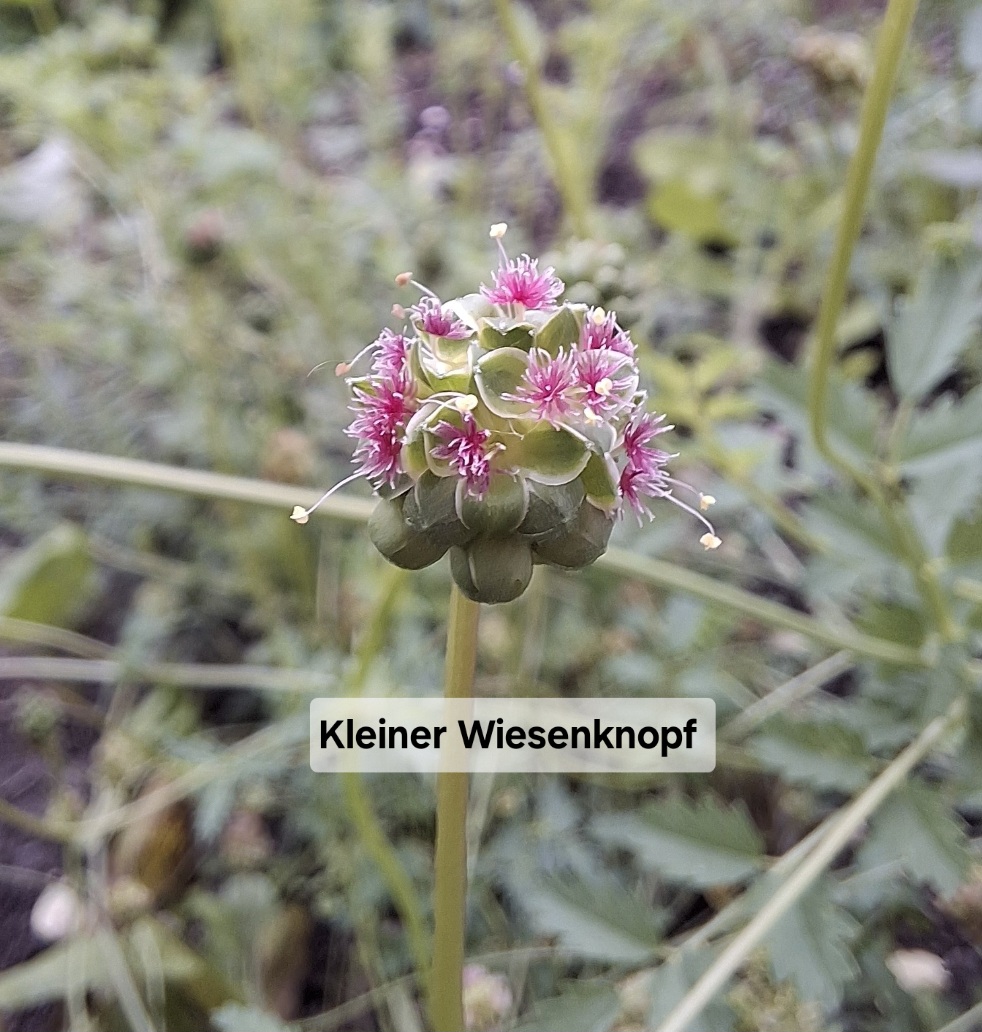 Blumensamen für Schmetterlinge – Ihr Schmetterlingsgarten 🇨🇭 – Bild 9