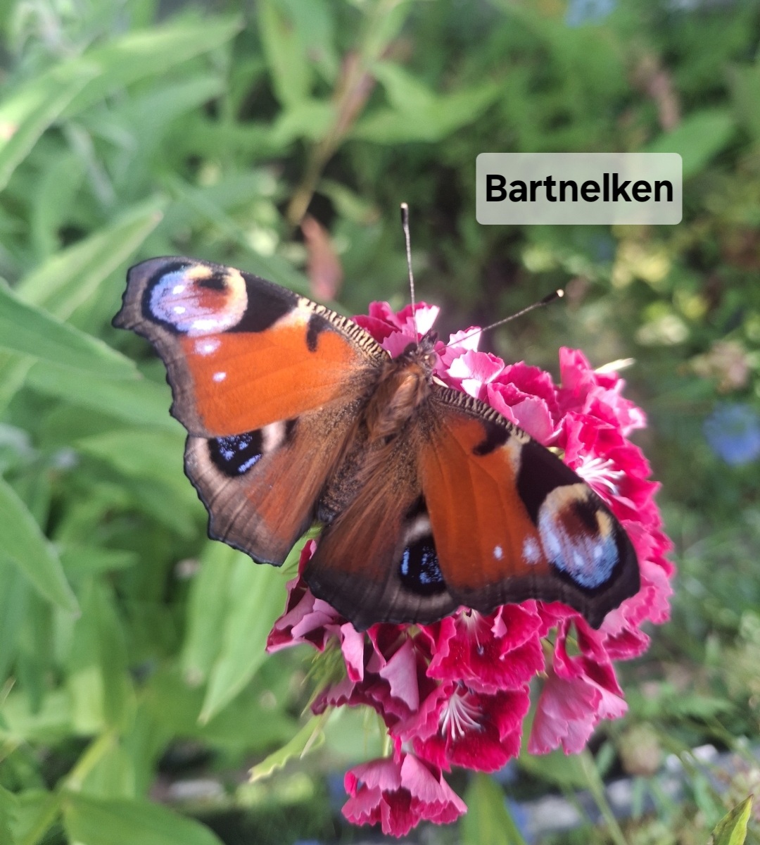 Blumensamen für Schmetterlinge – Ihr Schmetterlingsgarten 🇨🇭 – Bild 6