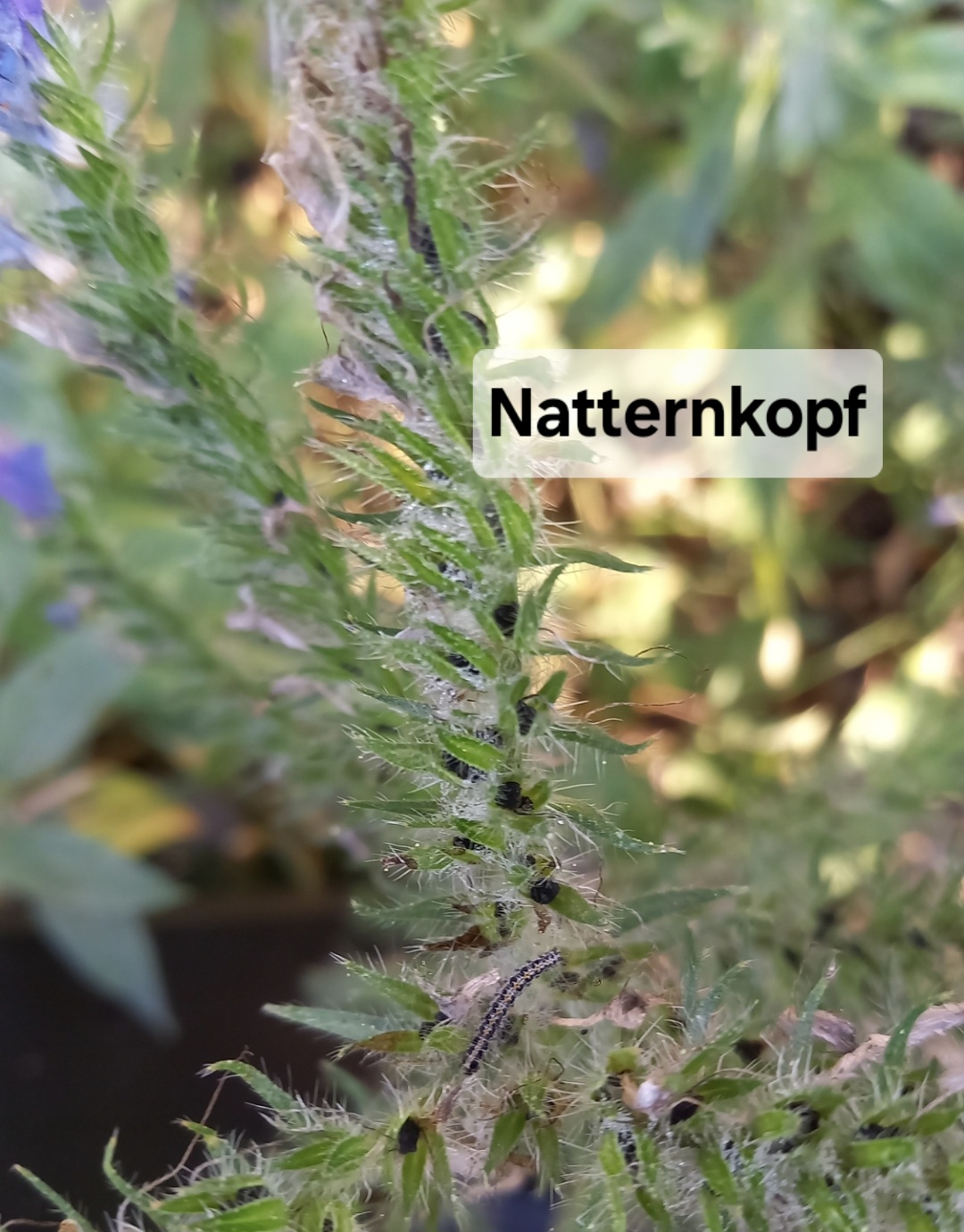 Blumensamen für Schmetterlinge – Ihr Schmetterlingsgarten 🇨🇭 – Bild 11