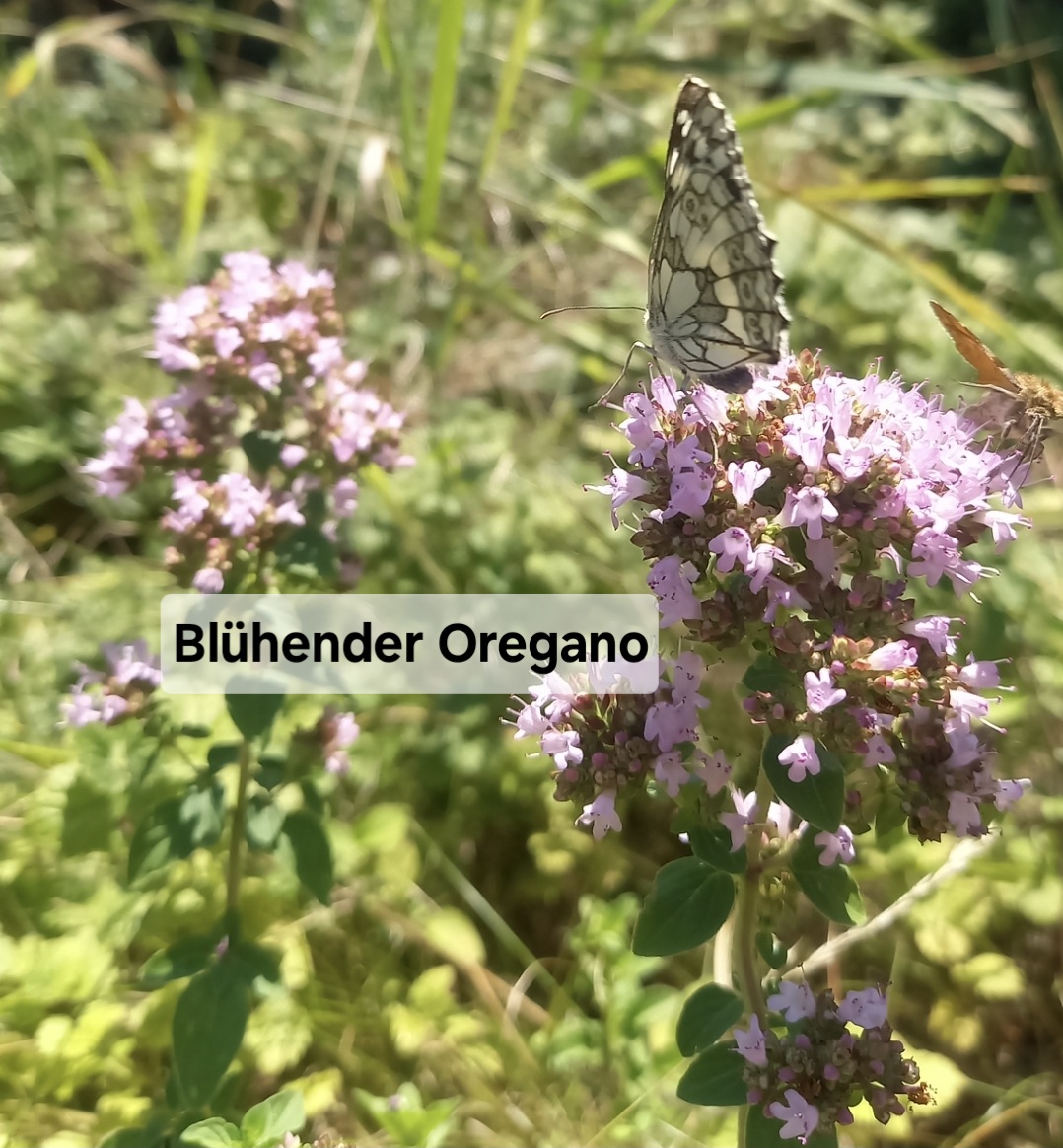 Blumensamen für Schmetterlinge – Ihr Schmetterlingsgarten 🇨🇭 – Bild 10