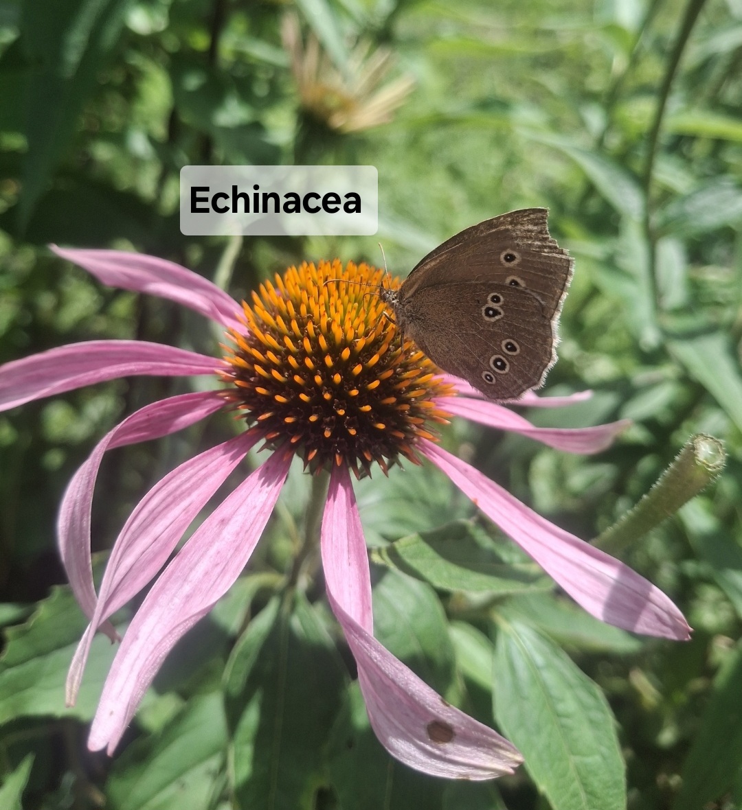 Blumensamen für Schmetterlinge – Ihr Schmetterlingsgarten 🇨🇭 – Bild 5