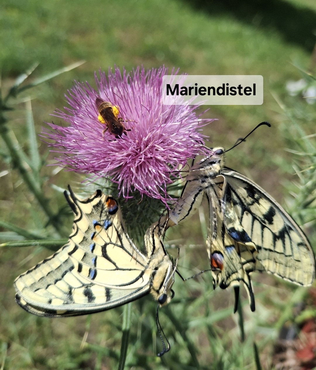 Blumensamen für Schmetterlinge – Ihr Schmetterlingsgarten 🇨🇭 – Bild 7