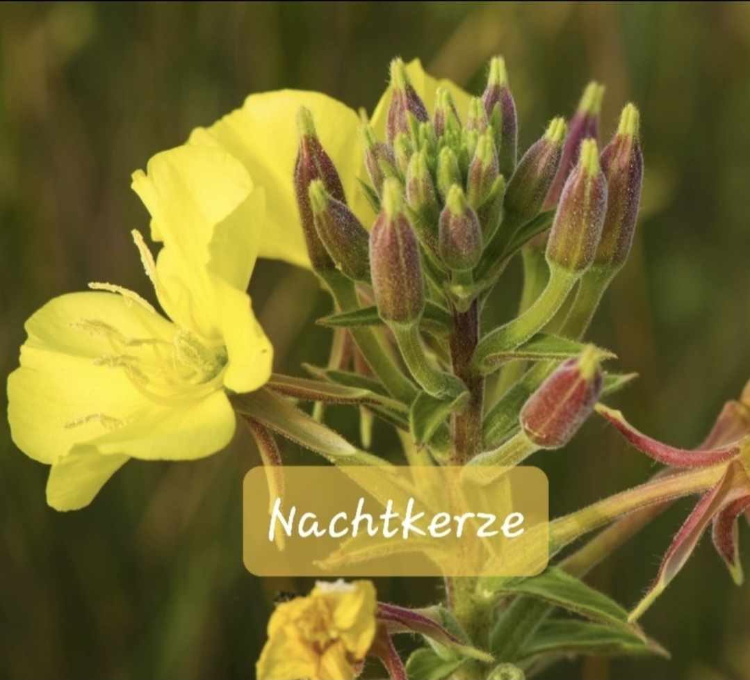 Blumensamen für Schmetterlinge – Ihr Schmetterlingsgarten 🇨🇭 – Bild 13