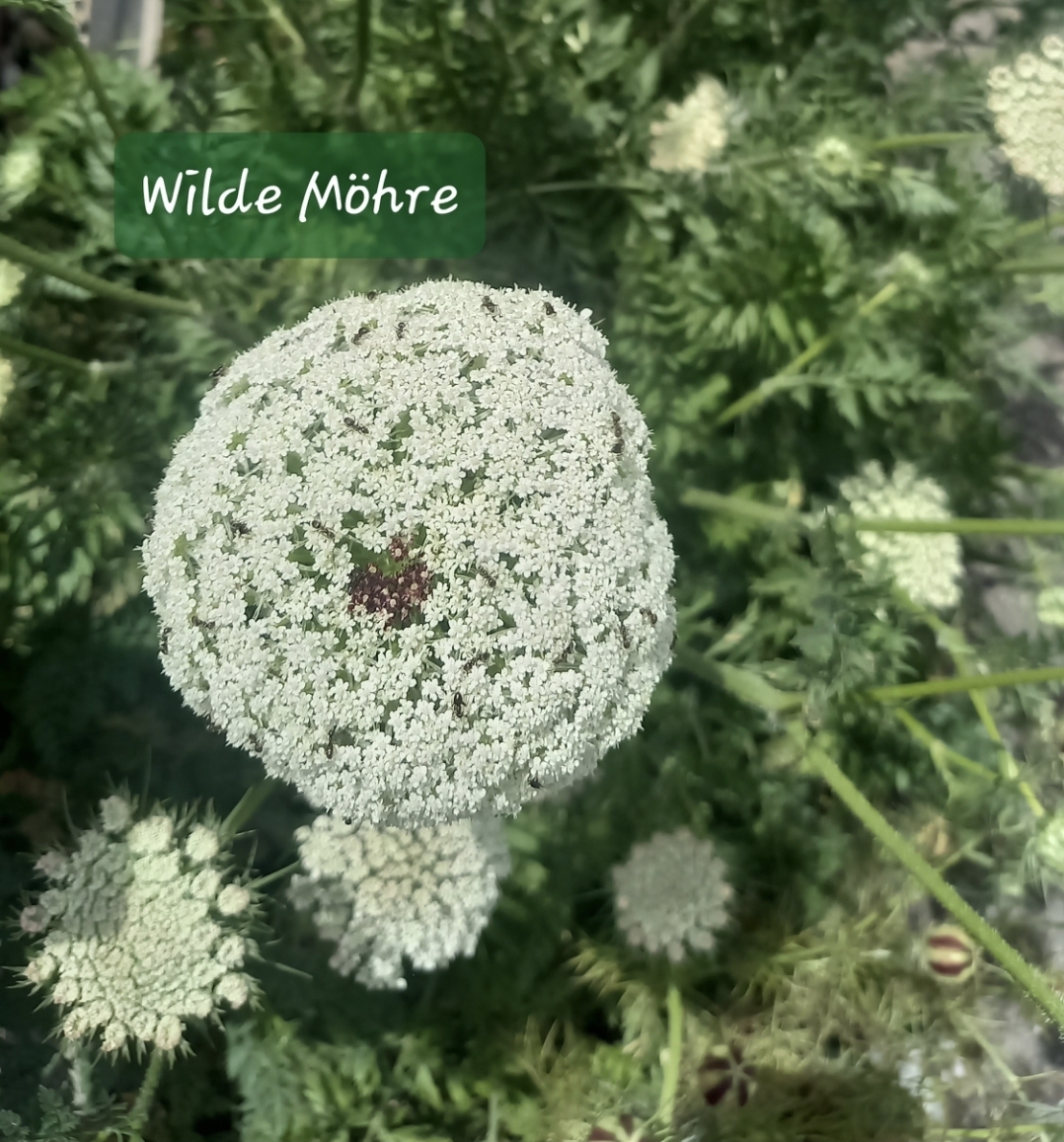 Blumensamen für Schmetterlinge – Ihr Schmetterlingsgarten 🇨🇭 – Bild 14