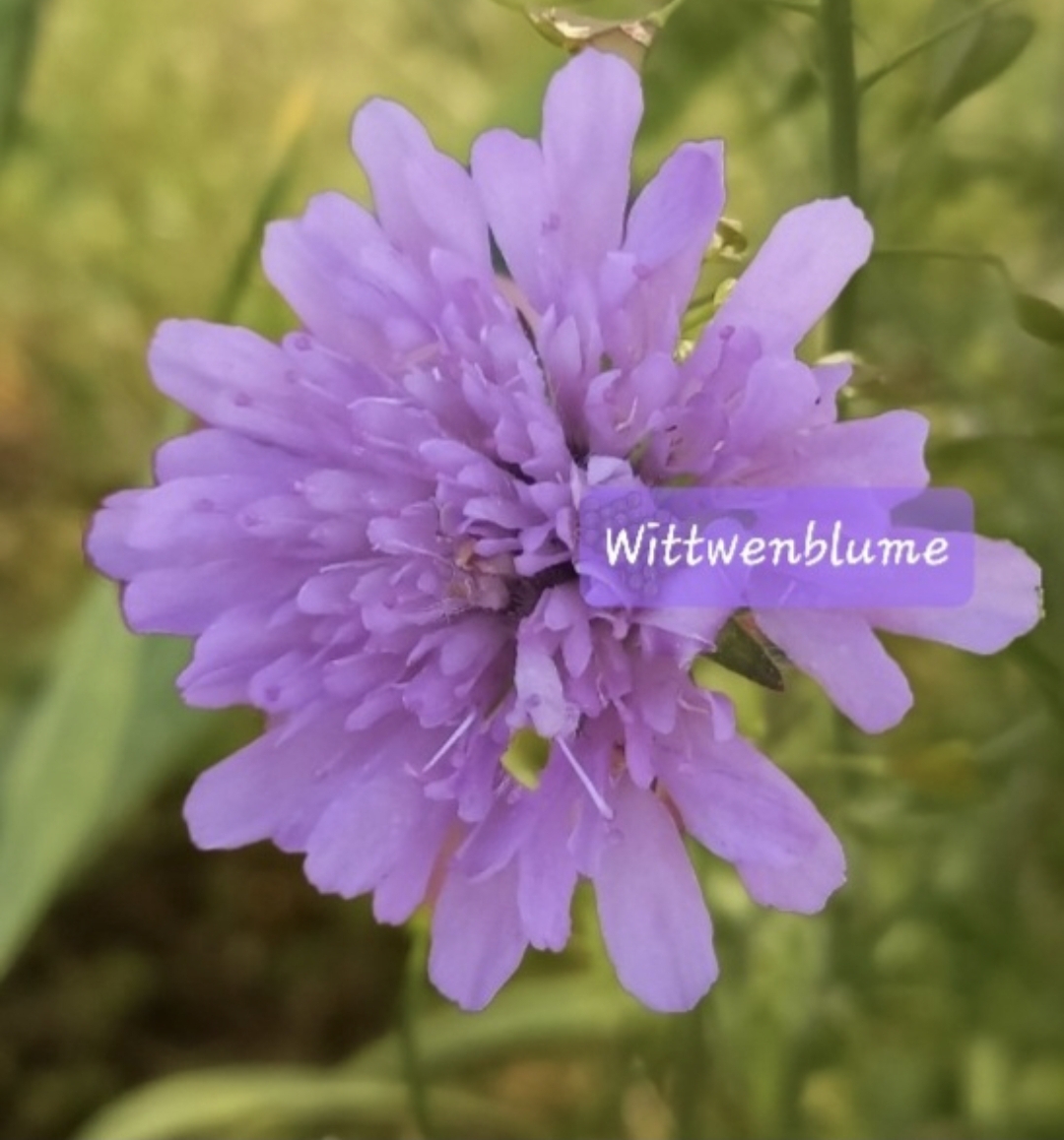 Blumensamen für Schmetterlinge – Ihr Schmetterlingsgarten 🇨🇭 – Bild 15